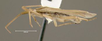 Media type: image;   Entomology 619566 Aspect: habitus lateral view